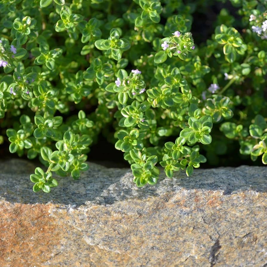 Thymus citriodorus plant growing