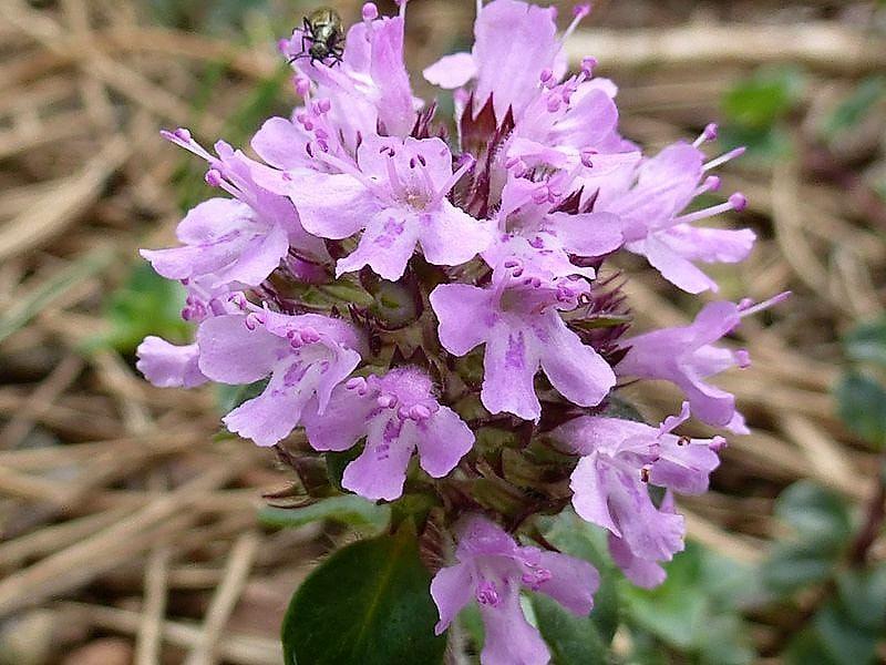 Thymus pulegioides Lemon Broadleaved Thyme growing in full sun