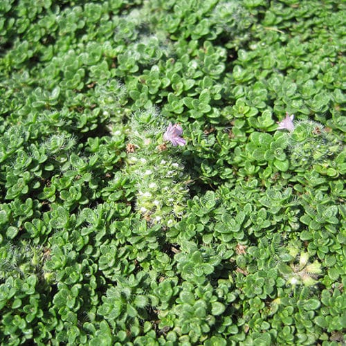 Thymus serpyllum Creeping Thyme in rock garden sunlight