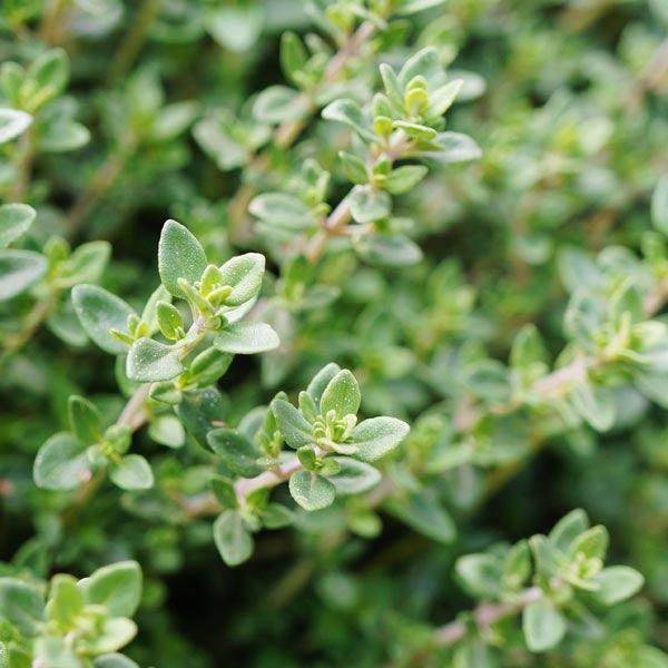 Thymus vulgaris Winter Thyme growing in containers