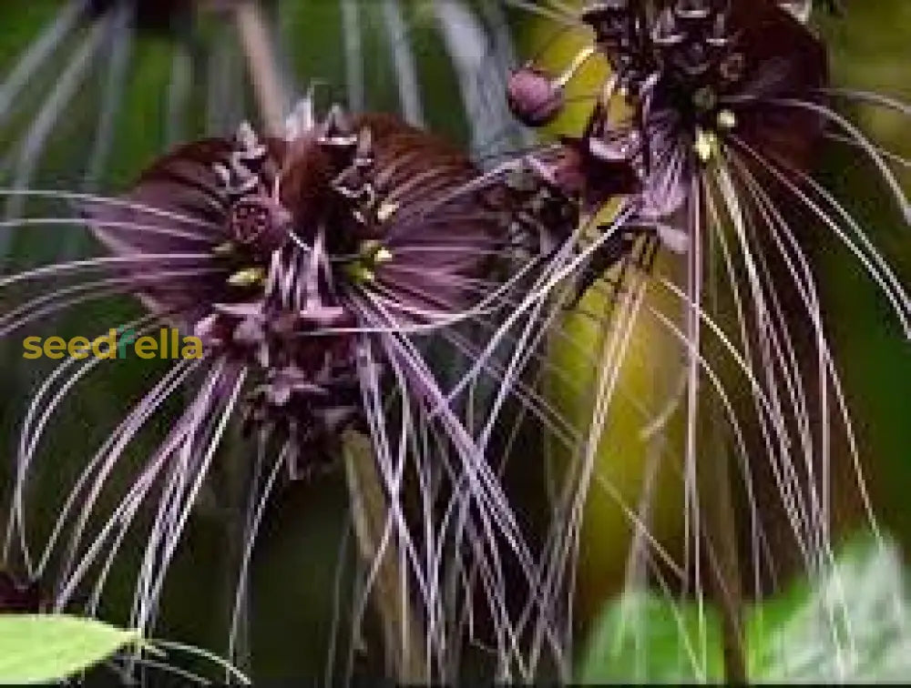 Tiger Orchid Seeds: Complete Planting Guide For Vibrant Blooms Flower Seeds