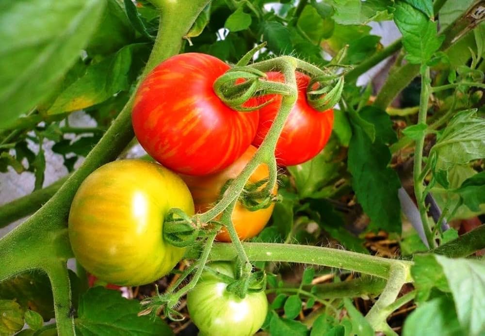 Tigerella tomato seedlings sprouting from Non GMO Solanum lycopersicum seeds