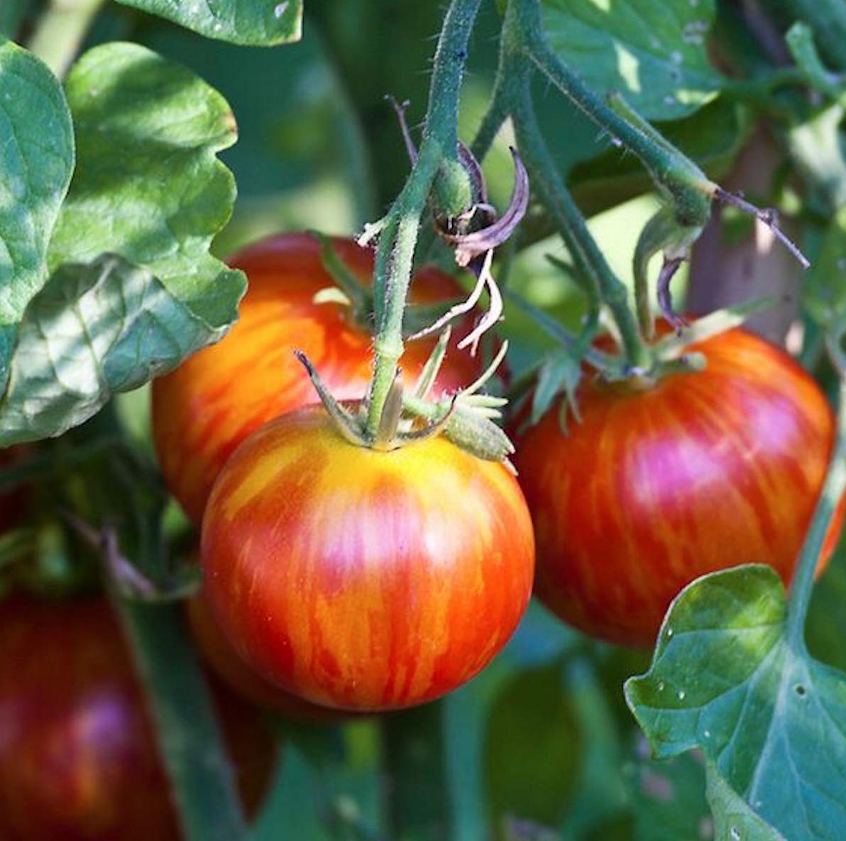 Solanum lycopersicum Tigerella tomato seeds for planting in vegetable patch and home garden