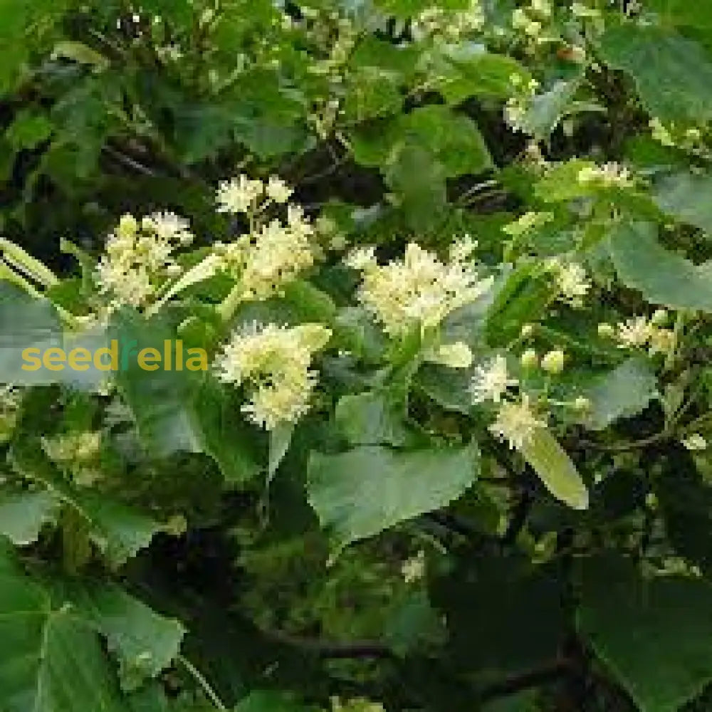 Tilia Amurensis Seeds For Easy Growing