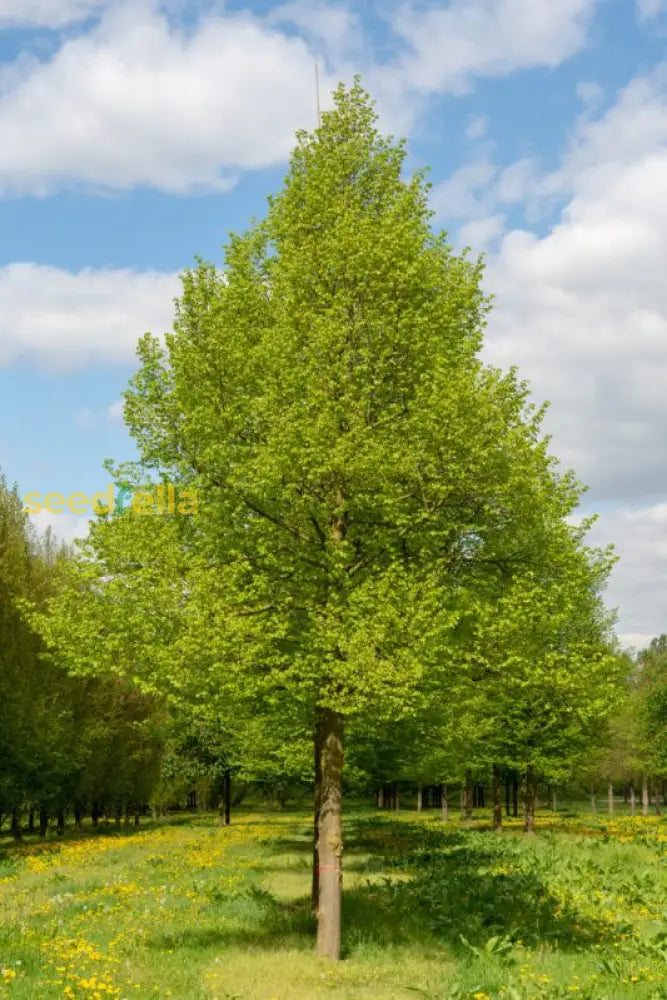 Tilia Cordata Tree Seeds For Planting