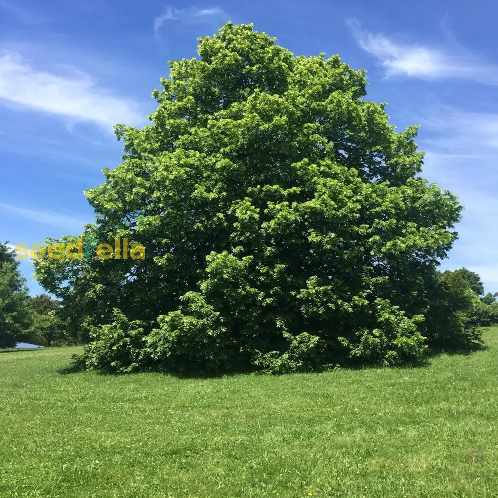 Tilia Cordata Tree Seeds For Planting