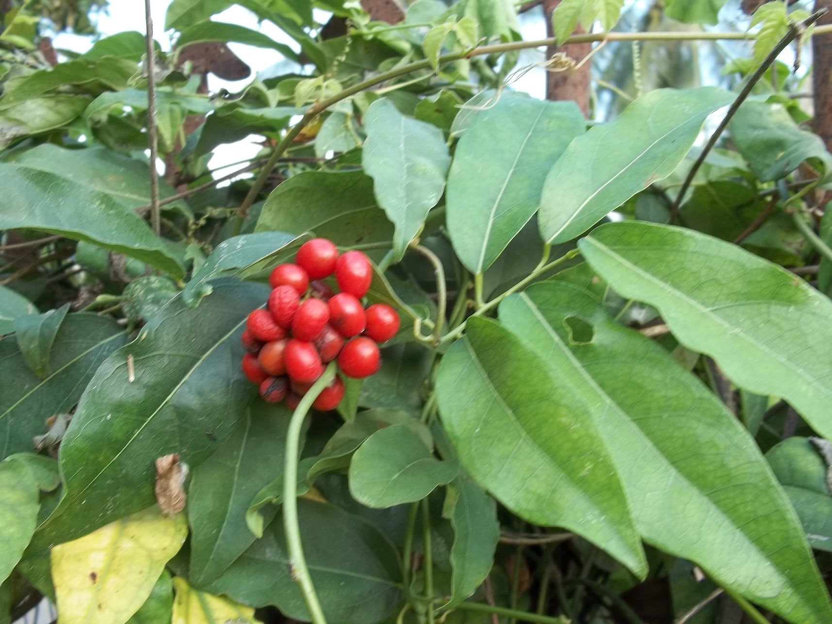 Tiliacora seeds for planting unique tropical vines
