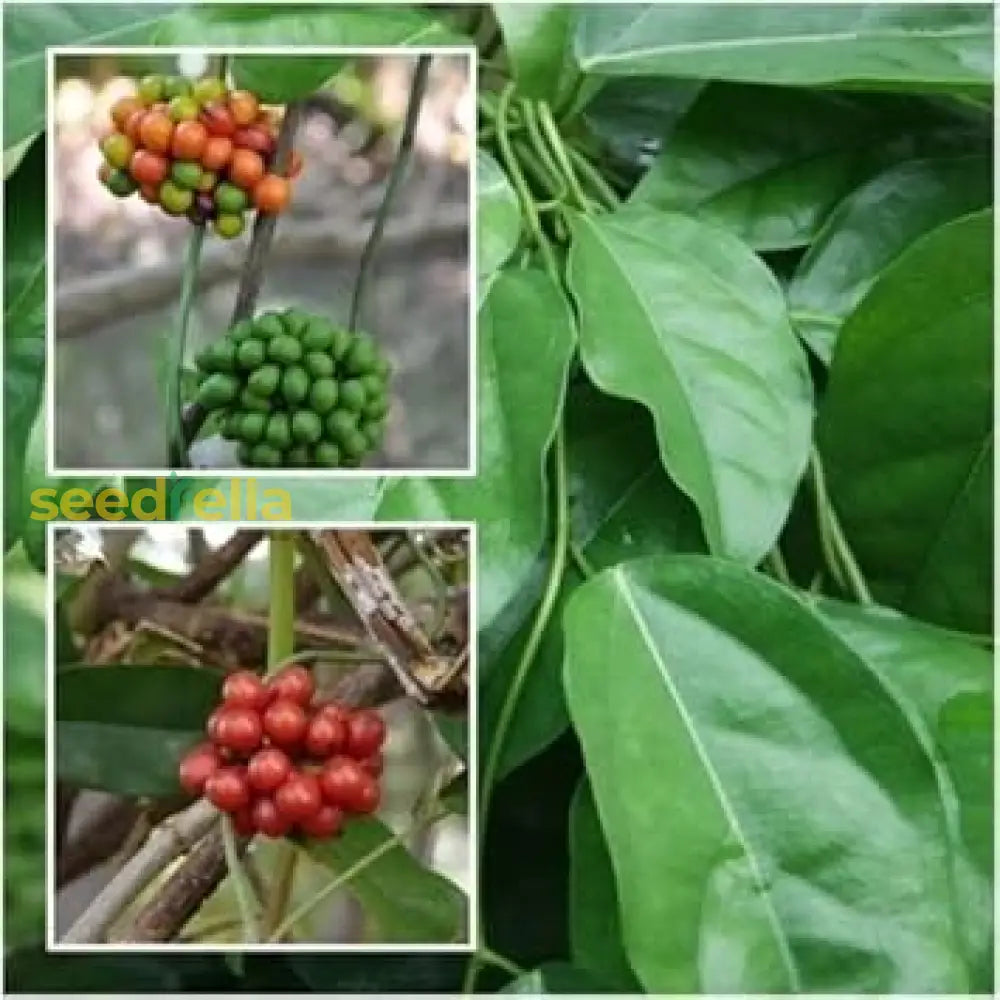 Tiliacora Triandra Seeds For Planting - Green Herb Garden