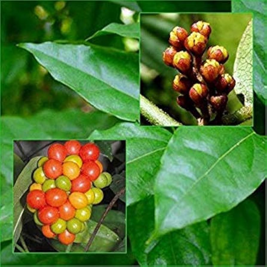 Tiliacora triandra seeds for home garden planting