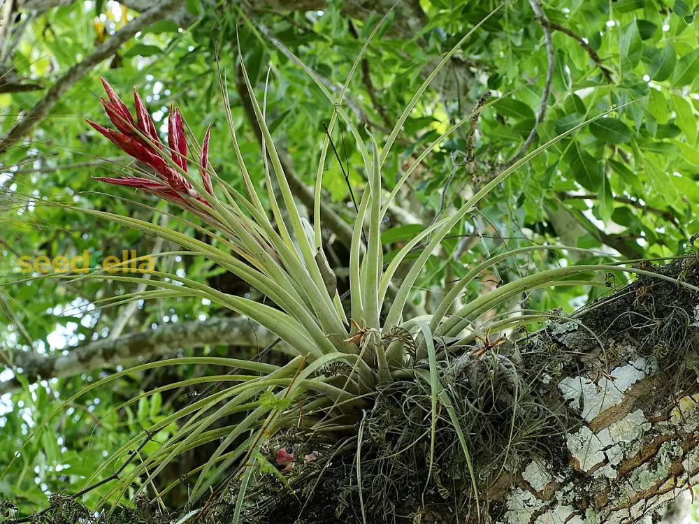 Tillandsia Plant Seeds For Easy Planting