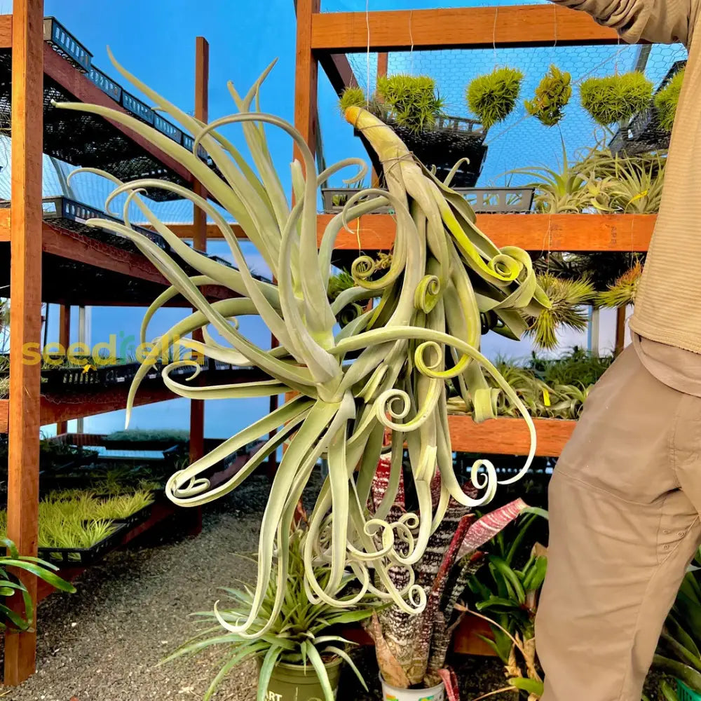 Tillandsia Plant Seeds For Easy Planting