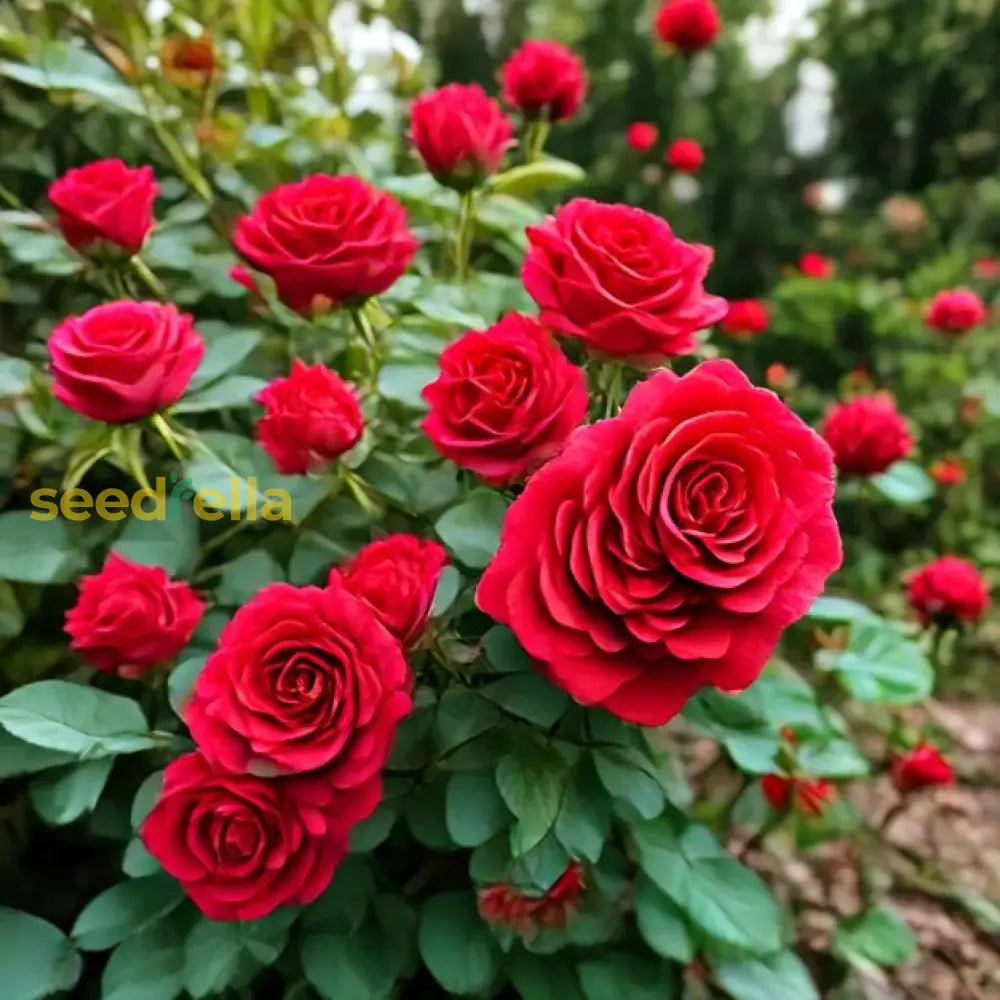 Timeless Beauty Rose Flower Seeds For Planting