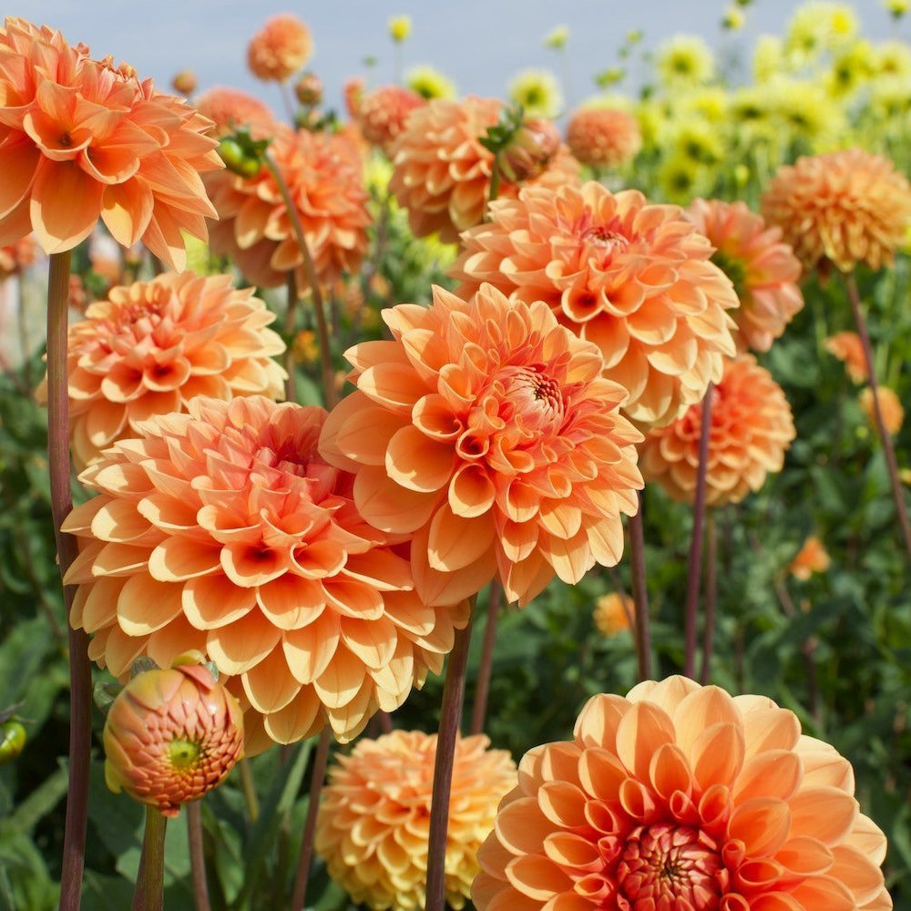 Dahlia Flower seeds for Planting - Seasonal Bloomer, Heirloom & GMO Free Seeds for Home Garden
 
 Sale for planting in home garden