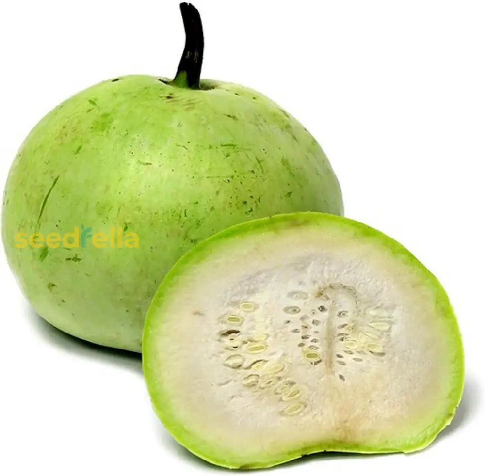 Tinda Gourd Seeds Apple Mild Slightly Sweet Flavor Tender Texture Trellis Fence Garden Outdoor