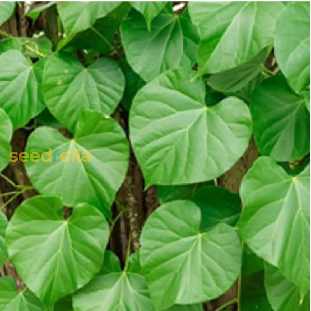 Tinospora Plant Seeds For Easy Herbal Planting Herb