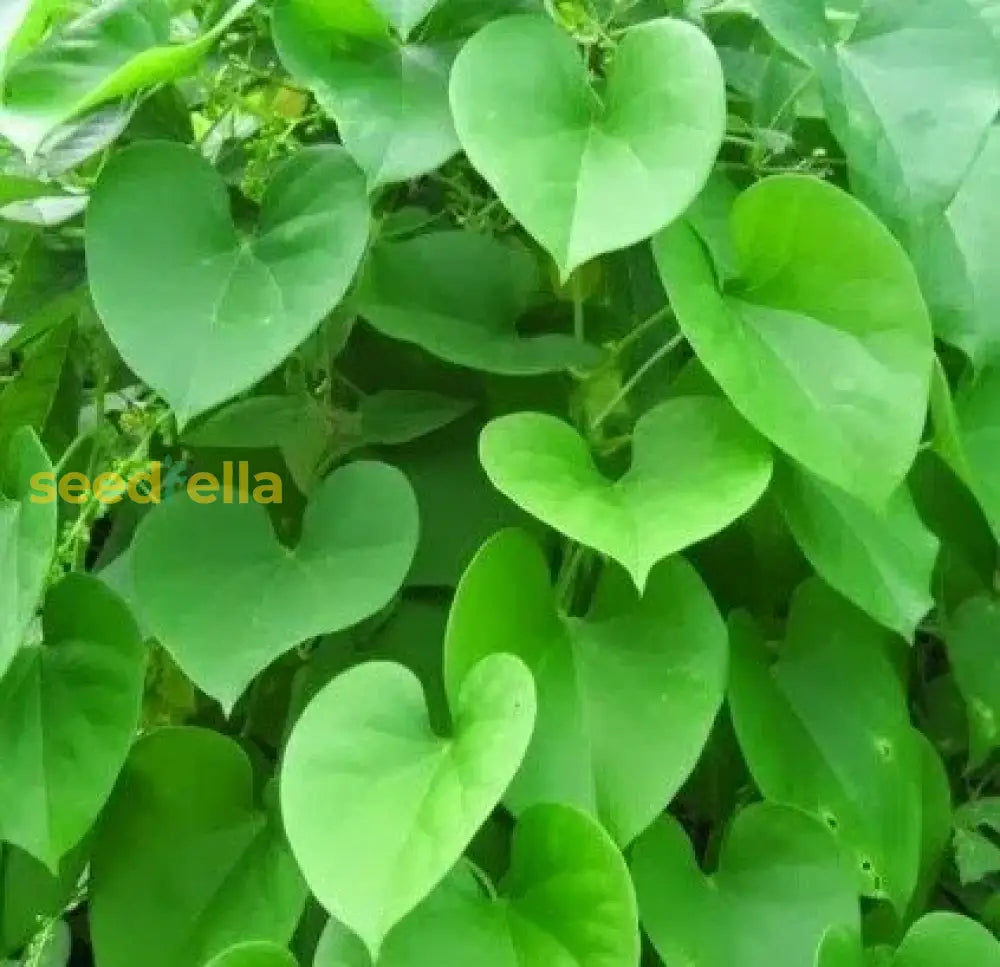 Tinospora Plant Seeds For Easy Herbal Planting Herb