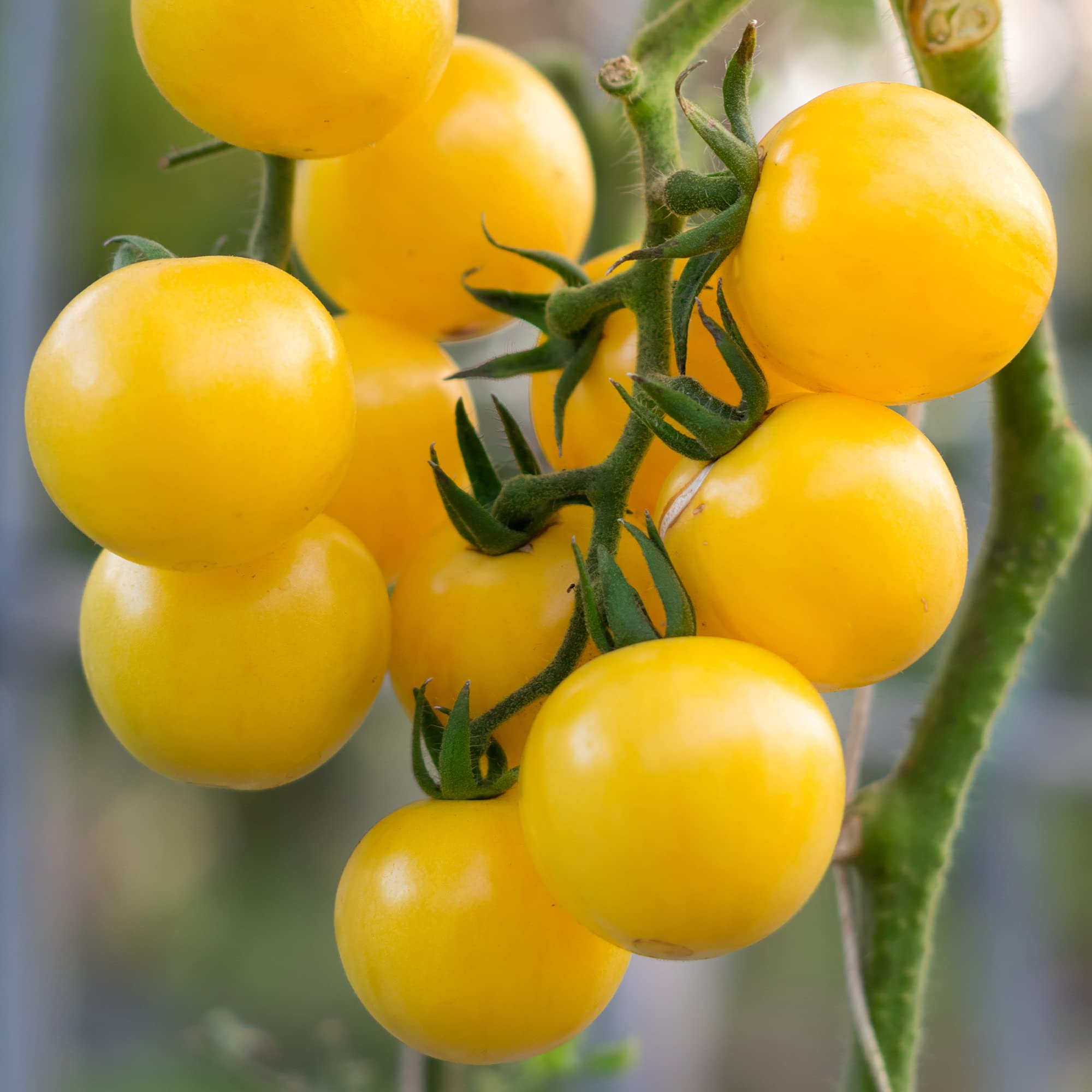 Tiny golden currant tomatoes on the vine