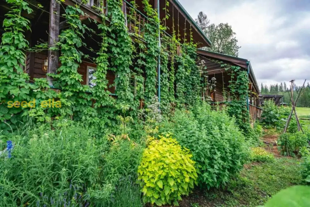 Tips For Planting Green Hop Flower Seeds