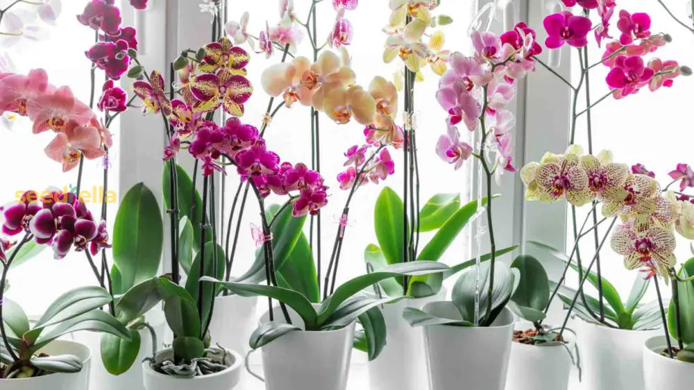 Tips For Planting Mixed Orchid Flower Seeds