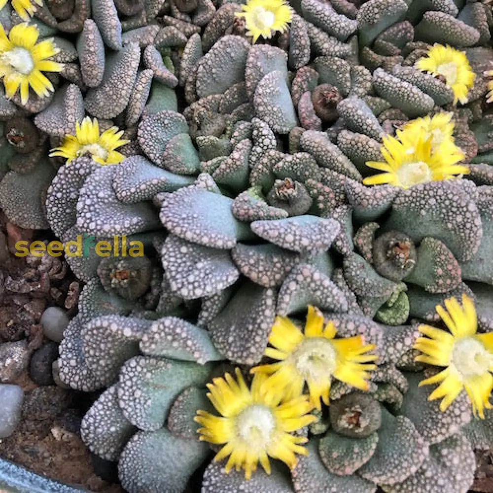 Titanopsis Fulleri Planting For Unique Succulent Beauty  Seeds Lush Growth And Vibrant Blooms