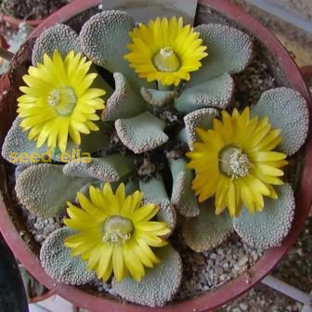 Titanopsis Fulleri Seeds For Easy Planting