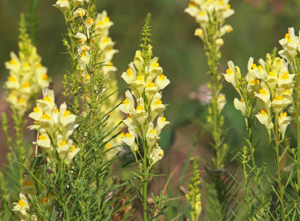 Bicolor yellow orange Toadflax flowers close-up