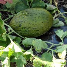 Toadskin melon seedlings sprouting in warm soil
