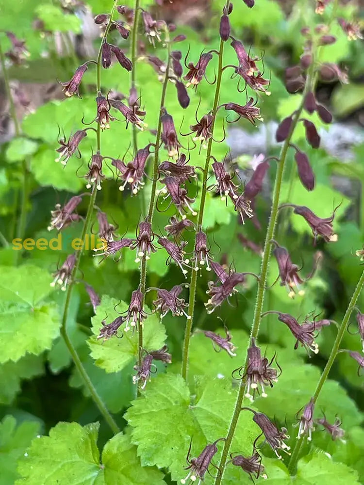 Tolmiea Flower Seeds For Easy Planting