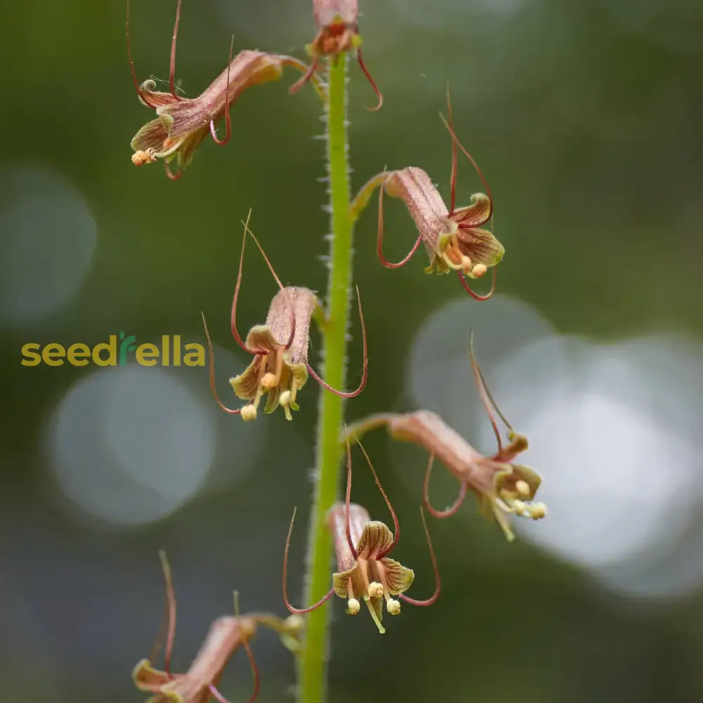 Tolmiea Flower Seeds For Easy Planting