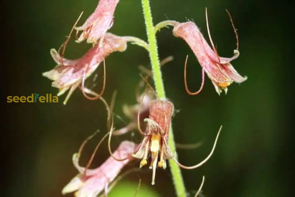 Tolmiea Flower Seeds For Easy Planting