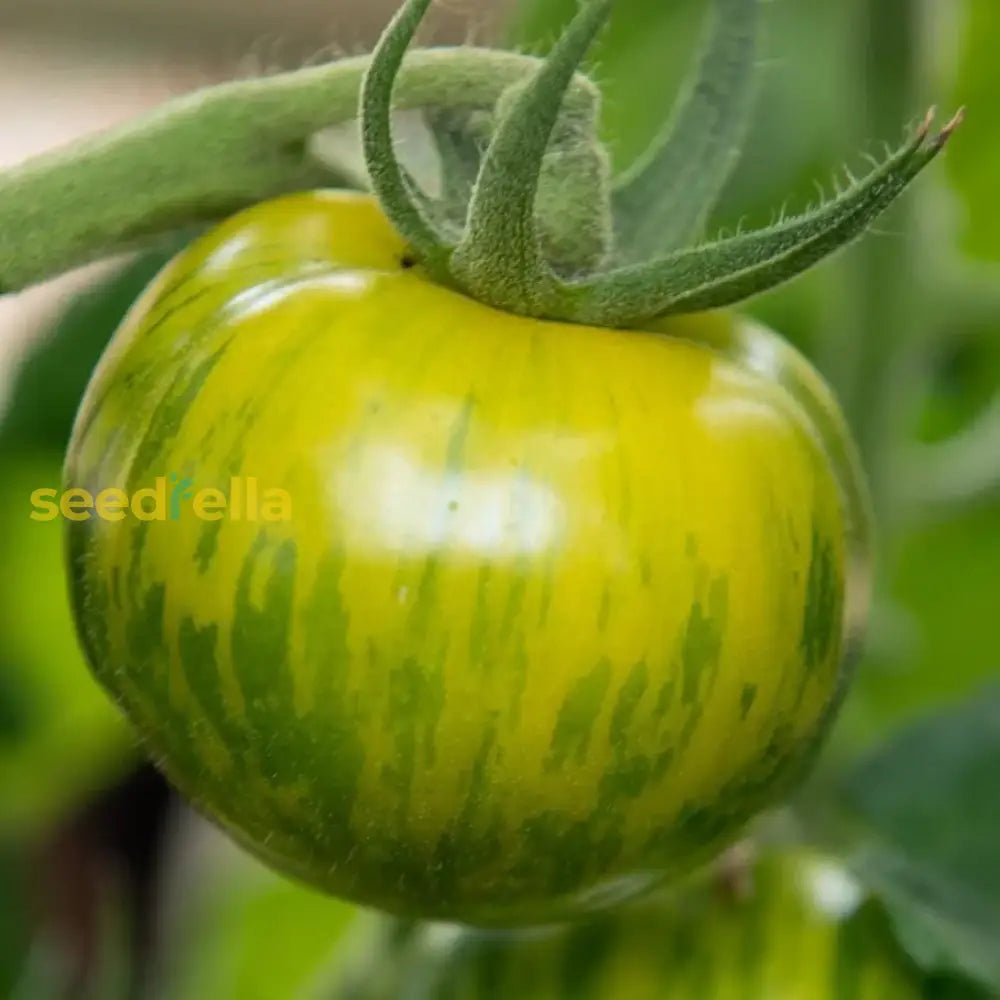 Tomate Cebra Seeds For Home Gardening