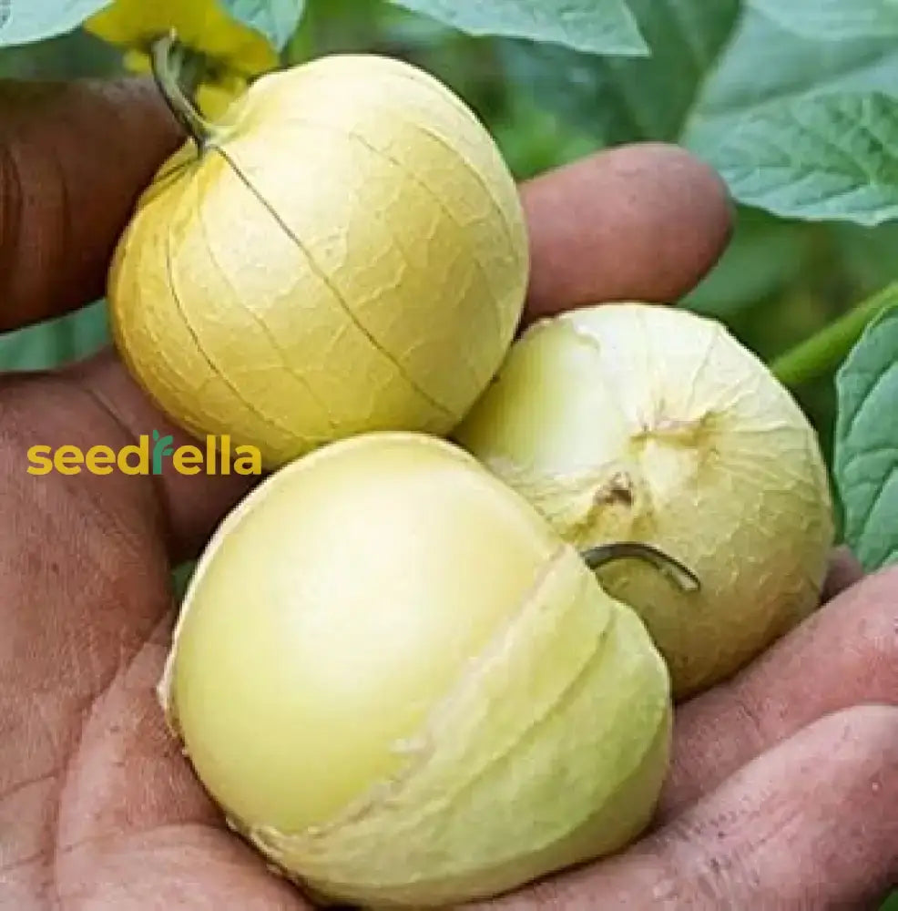 Tomatillo Fruit Seeds For Planting