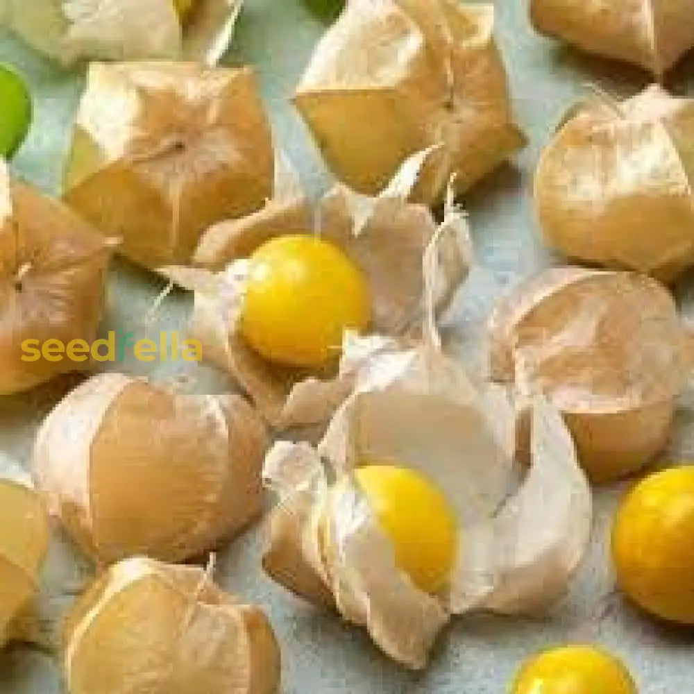 Tomatillo Seeds For Planting  Grow Your Own Veggies Fruit