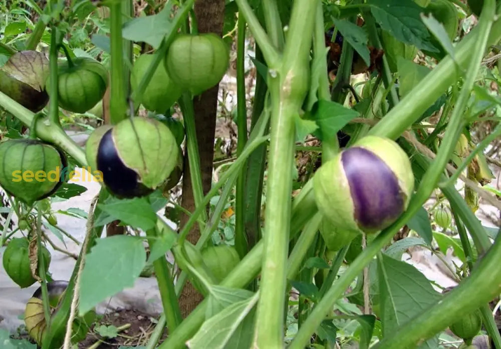 Purple tomatillo seeds high yielding variety