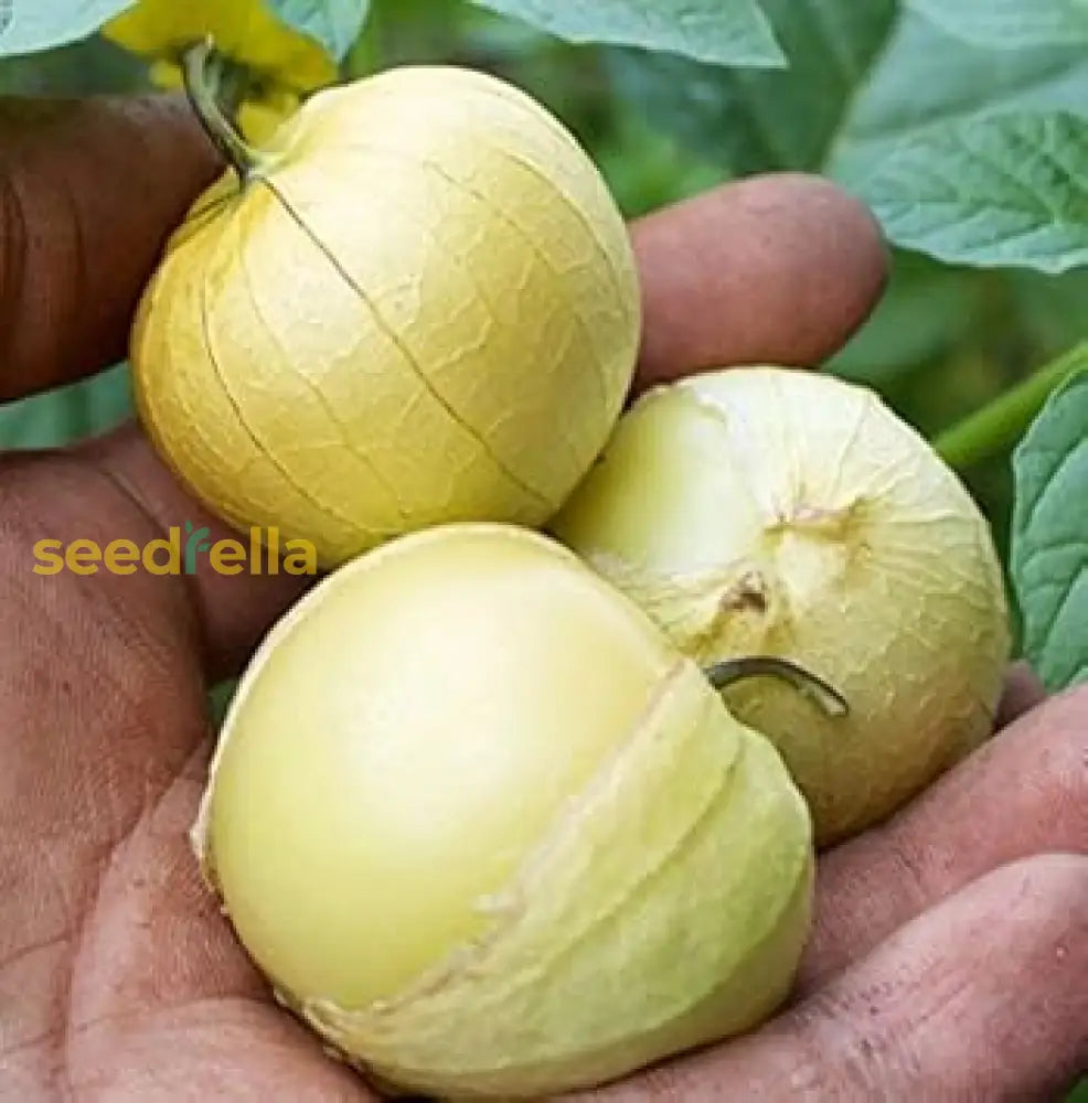 Tomatillo Seeds for Easy Home Garden Planting