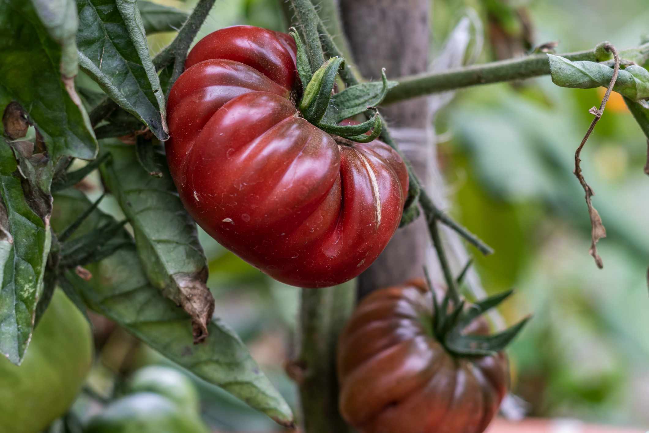 Maroon Tomatoes growing in garden beds