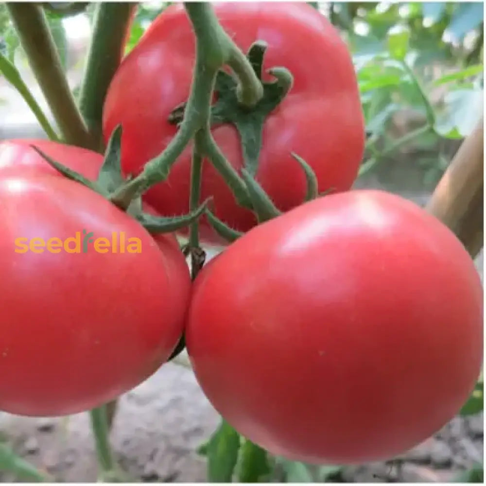 Non GMO Pink and Yellow Tomato seeds easy to plant
