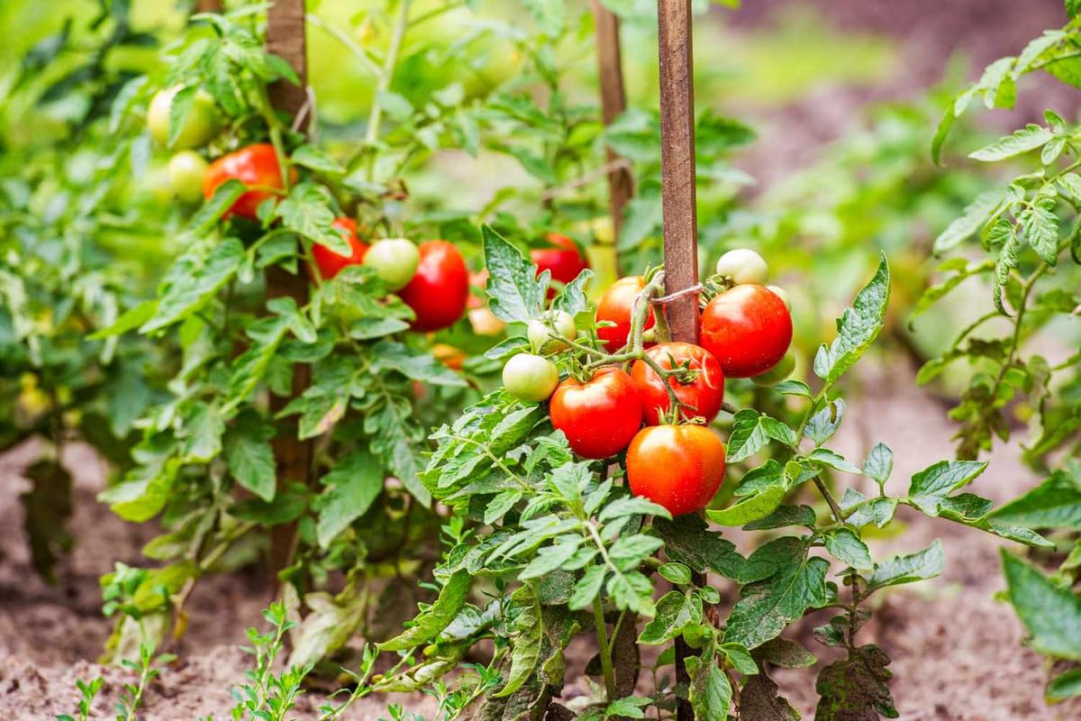 Tomato planting guide for home garden