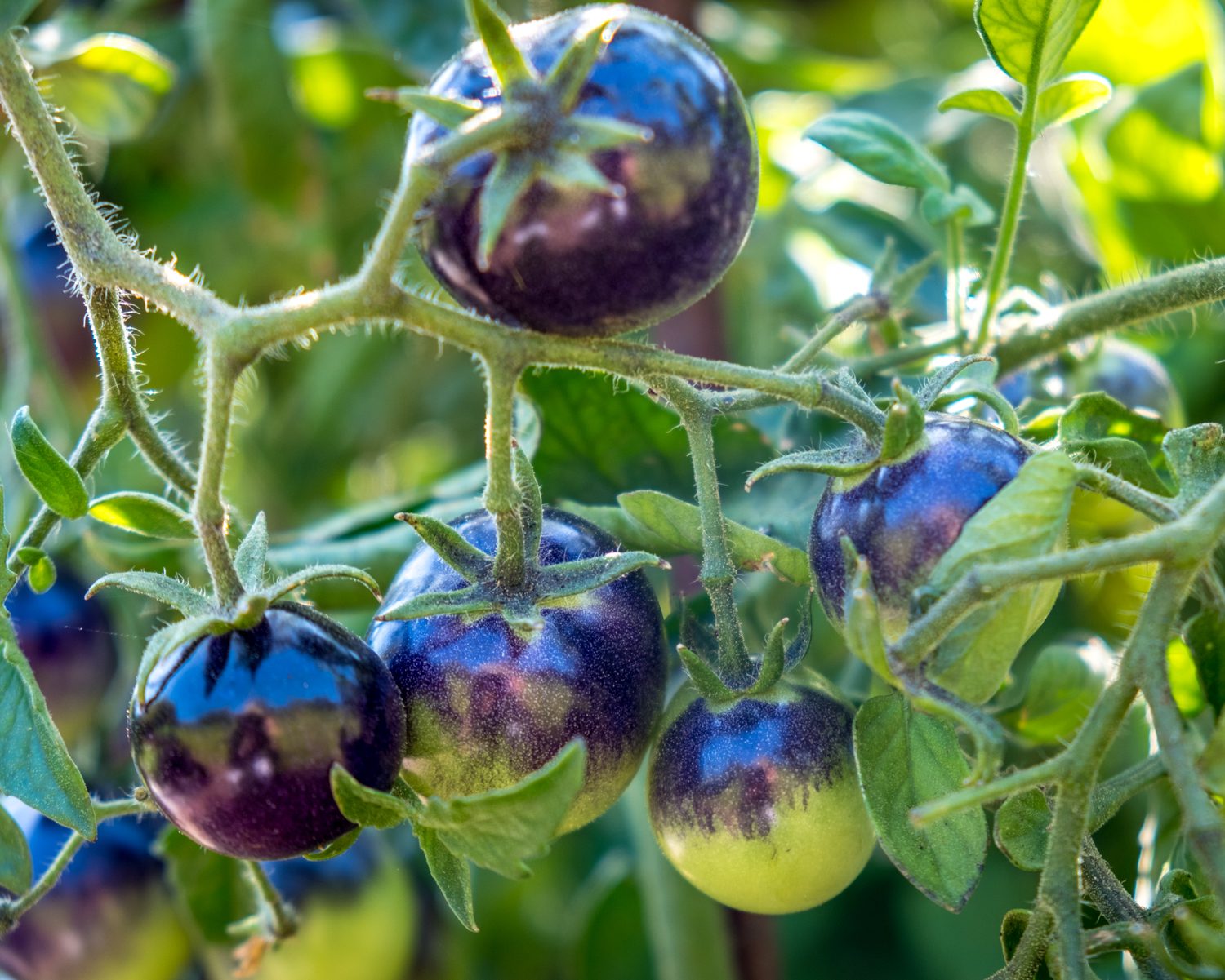 Step-by-step planting guide for Green Purple Tomato seeds