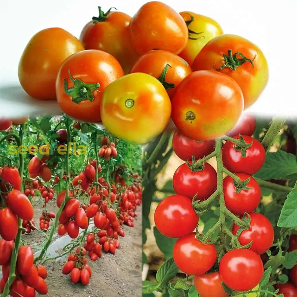 Tomato Planting Seeds For Home Gardening Vegetable Seeds