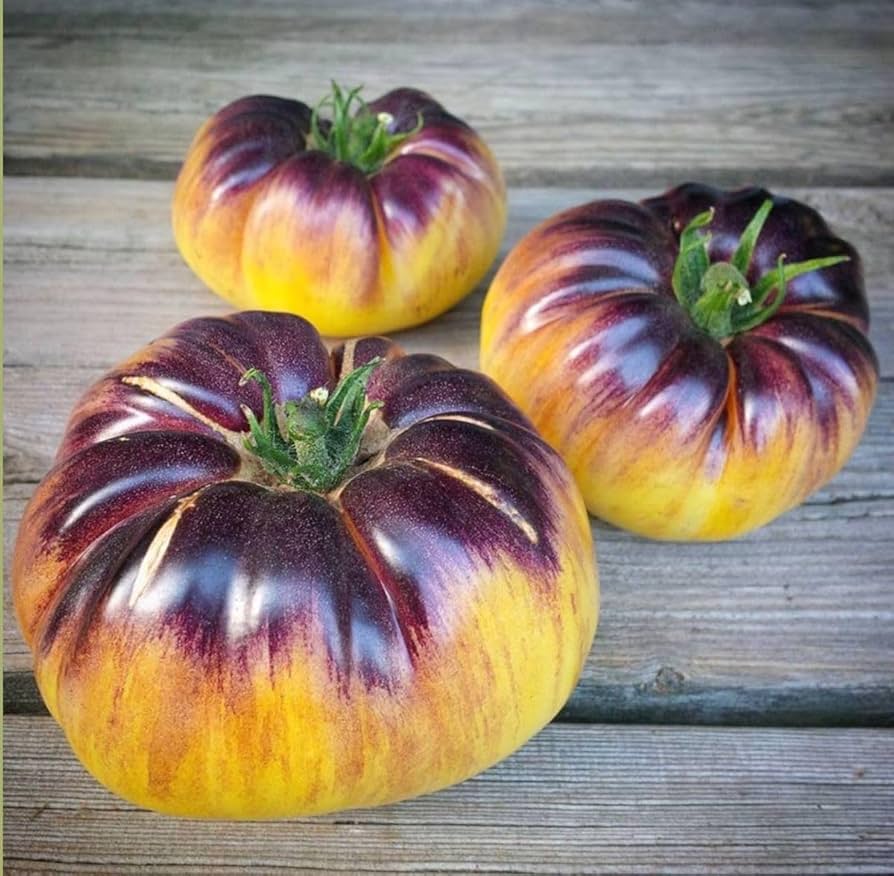 Tomato plants producing yellow and black fruits