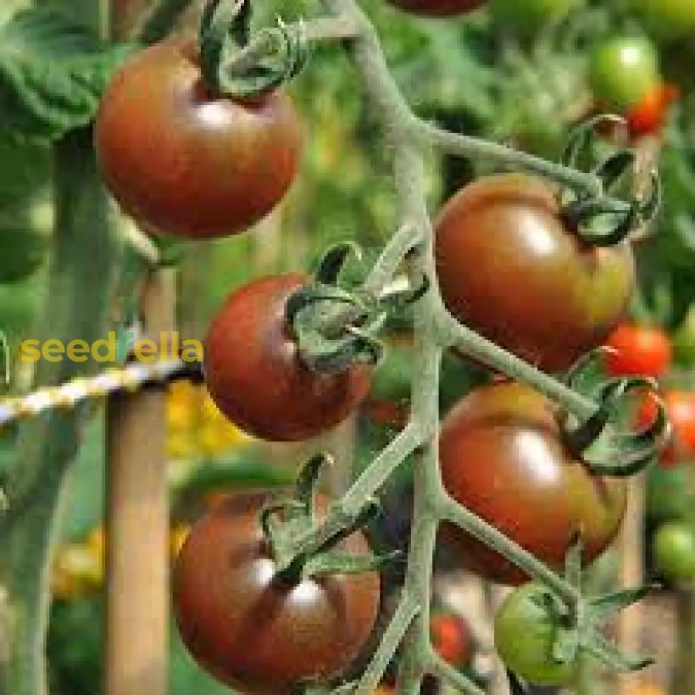 Tomato Seeds For Planting - Red And Yellow Varieties Vegetable Seeds