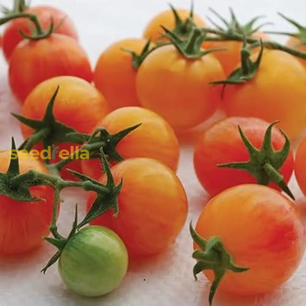 Tomato seeds warm season gardening pink and yellow