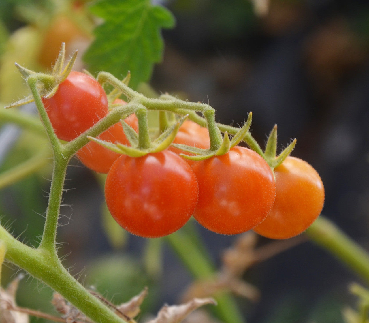 Everglades tomato seeds germination seedlings garden