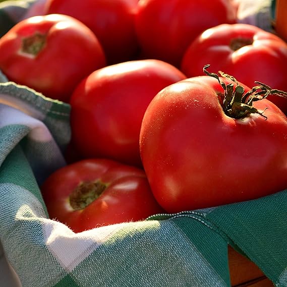 Organic tomato seeds germination seedlings