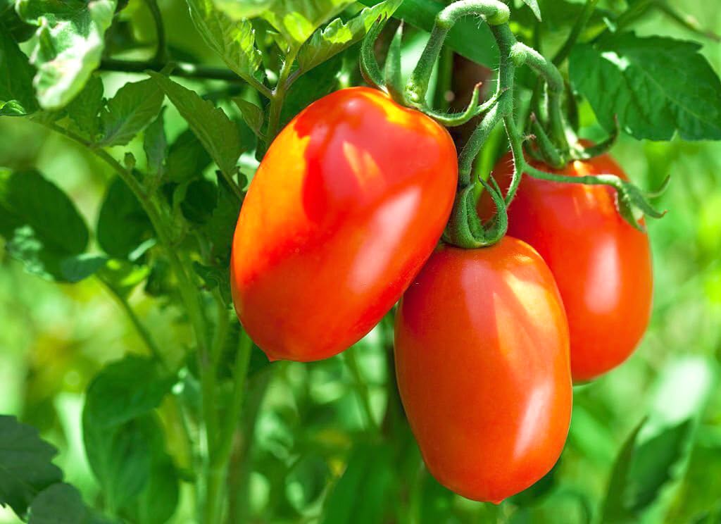 Tomato Solanum lycopersicum seeds for planting