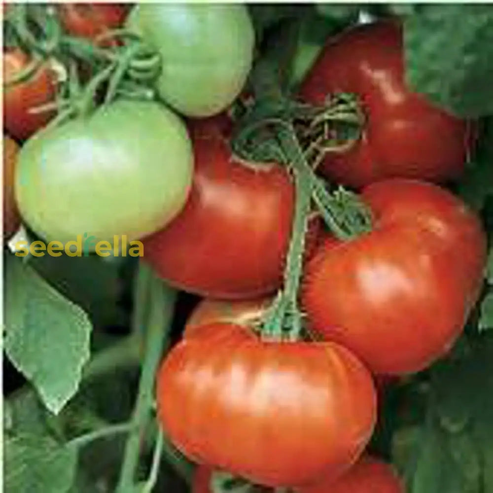 Tomato Super Fantastic Seeds For Garden Planting Vegetable Seeds