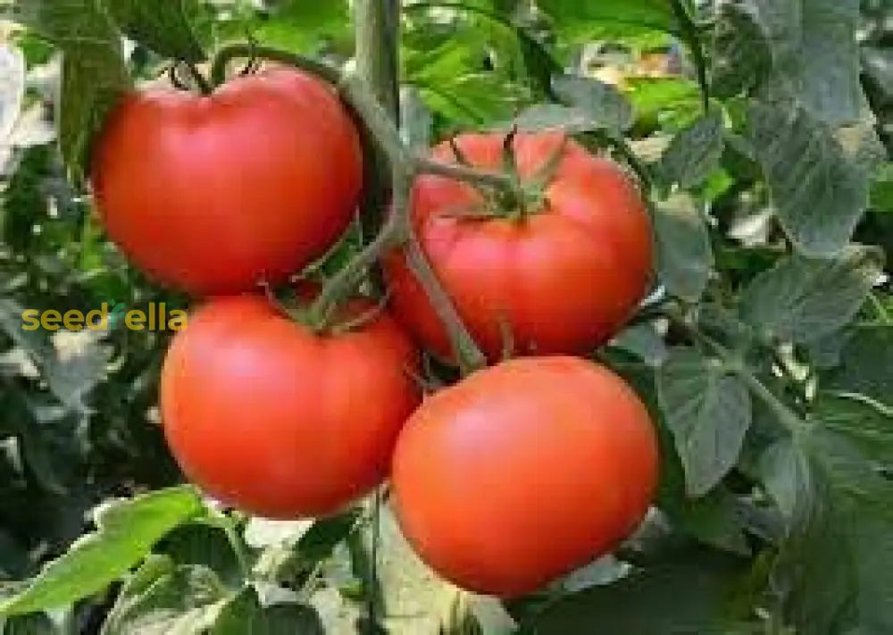 Tomato Super Fantastic Seeds For Garden Planting Vegetable Seeds