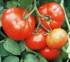 Tomato Super Fantastic seeds for planting
