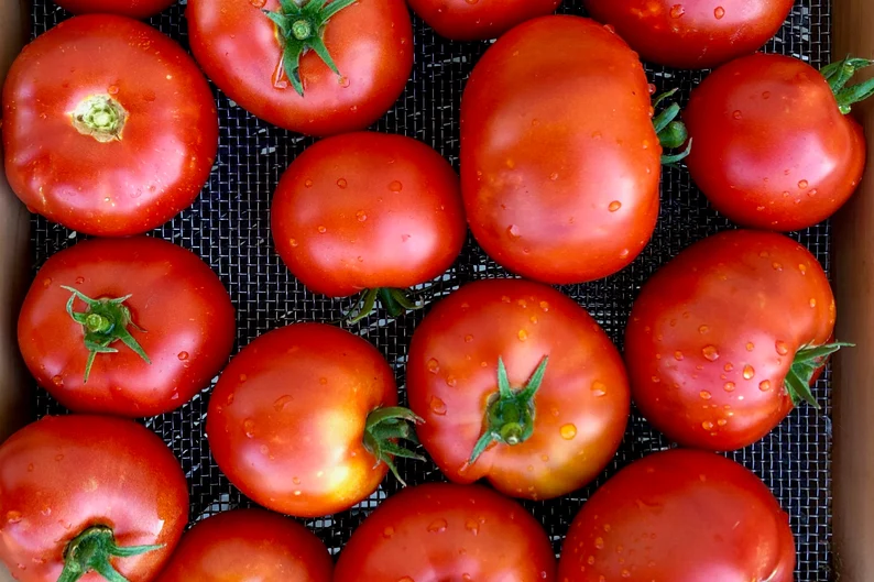 High germination Tomato Tree seeds for warm season planting